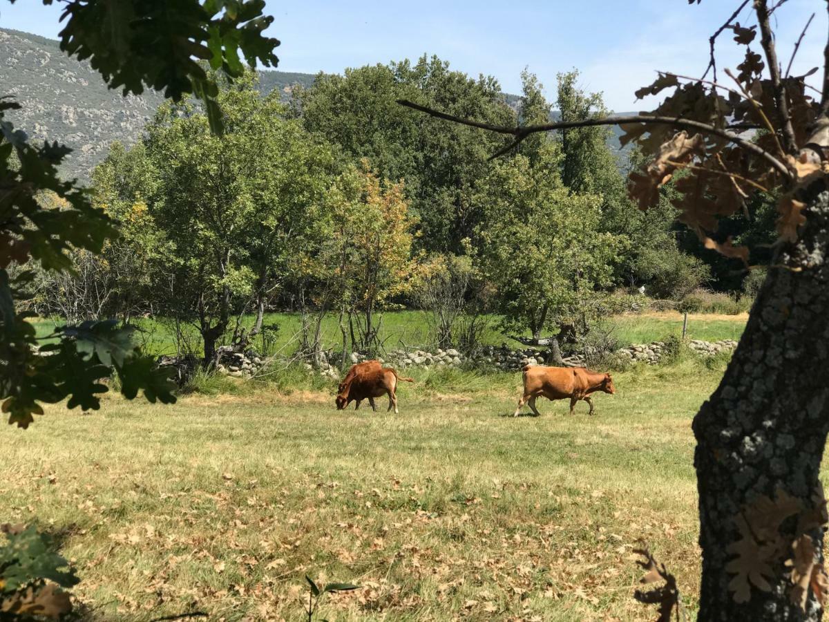 Affittacamere Casa Sierra De Gredos Navasequilla Esterno foto